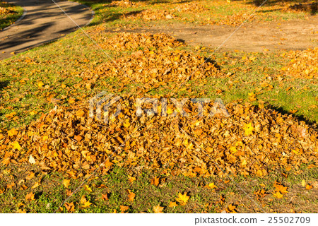 Collect leaves 25502709