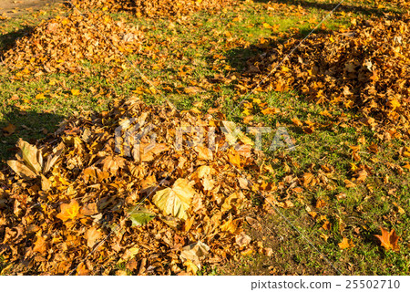 Collect leaves 25502710