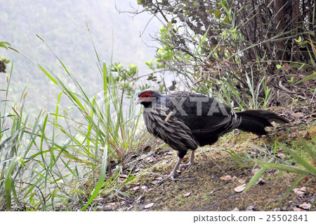 Miyama Hackan 25502841