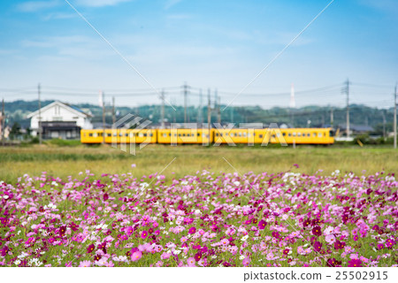 三江 -  kaido Hokuto線黃色火車通過波斯菊領域 25502915