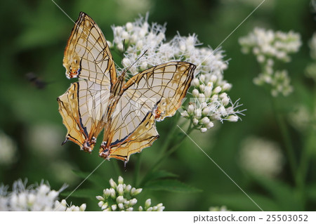 A butterfly 25503052