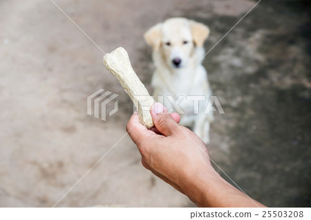 white dogs waiting for their food. 25503208