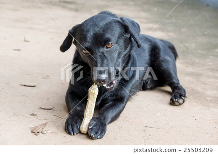 black dog lying on a floor and gnaw a bone. black dog lying on a floor and gnaw a bone. 25503209