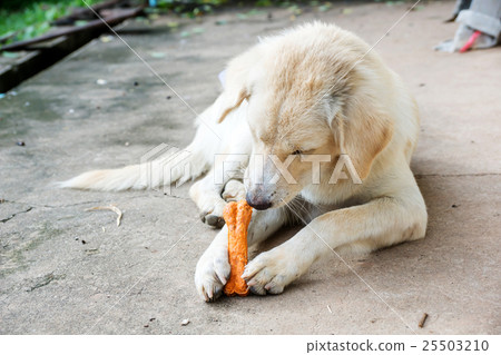 dog lying on a floor and gnaw a bone. 25503210