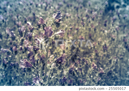 background blue wild flowers scene background blue wild flowers scene 25505017