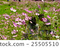 Cosmos flowers and couples 25505510