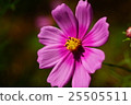 Cosmos flowers 25505511