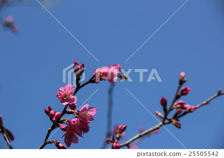 蜜蜂採蜜 蜜蜂採蜜 25505542