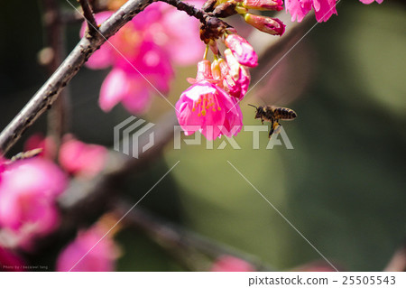 蜜蜂採蜜 25505543