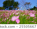 Cosmos flower field 25505667