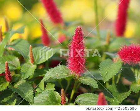 Cats tail Cats tail 25505690
