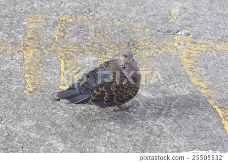 Pigeons 25505832