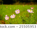 Cosmos flowers 25505953