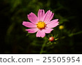 Cosmos flowers 25505954
