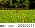 Cosmos flower garden and girl 25505955