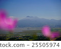 Cosmos flower and Futenma mountain 25505974