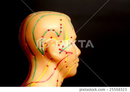 Medical acupuncture model of human head Medical acupuncture model of human head 25508323
