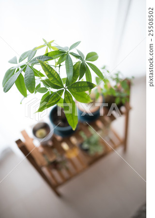 生病的帕基拉 25508502