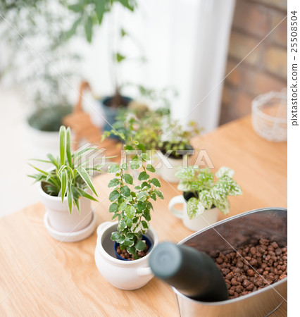 Foliage plant  25508504