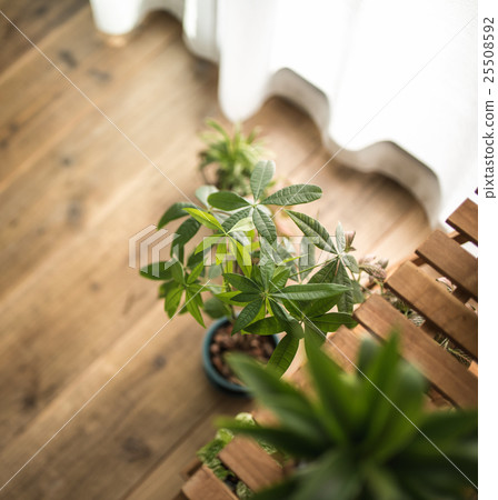 葉子植物 25508592