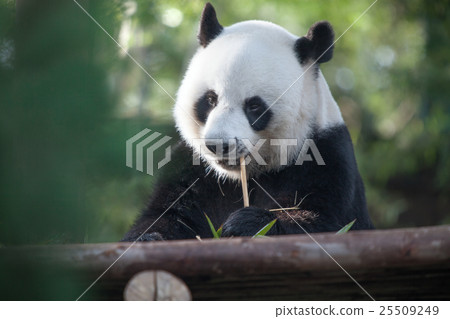 panda bear panda bear 25509249