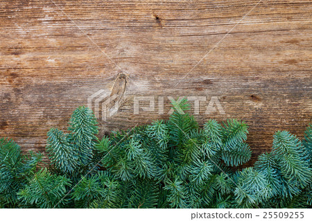 christmas fresh evergreen tree branches christmas fresh evergreen tree branches 25509255