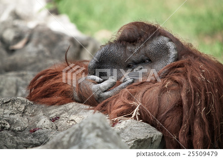 monkey monkey 25509479