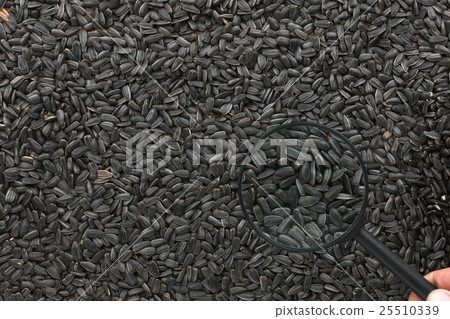 Man studies the sunflower seeds through Man studies the sunflower seeds through 25510339