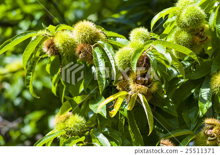 板栗是一棵樹 25511371