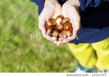 Child with chestnut (no face) 25511375