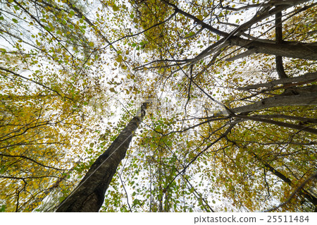 Looking to the sky trough the tree 25511484