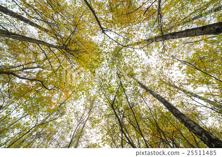 Looking to the sky trough the tree 25511485