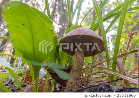 Forest Mushroom - Birch Bolete Forest Mushroom - Birch Bolete 25511660