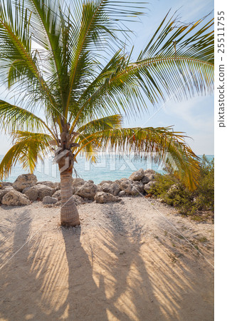 single palm tree on sandy beach and calm lagoon 25511755