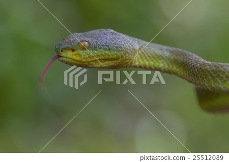 Close up Yellow-lipped Green Pit Viper snake 25512089