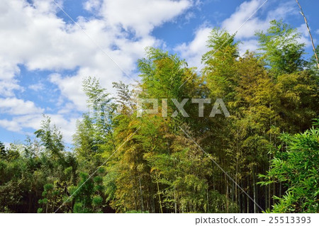 Rakuishi Bamboo Park Park Bamboo Rakuishi Bamboo Park Park Bamboo 25513393