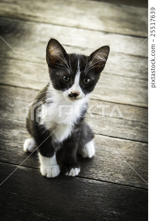 Portrait baby cat Portrait baby cat 25517639