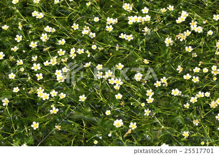 Bigamo of Ajiri Jizo River 25517701