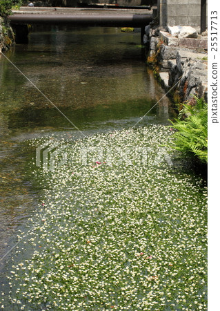 Ajiri Jizo河的Bigamo Ajiri Jizo河的Bigamo 25517713