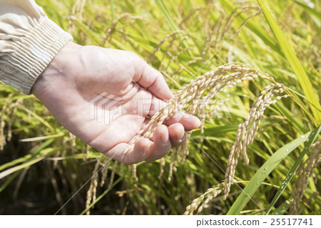 Hand with rice ear Hand with rice ear 25517741