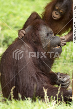 Children of orang-utan amenable to mother 25517876