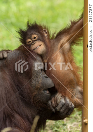 Children of orang-utan amenable to mother 25517877