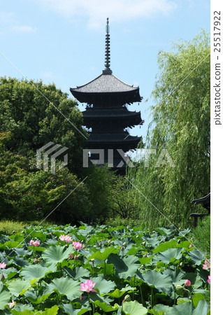 東寺的蓮花 25517922