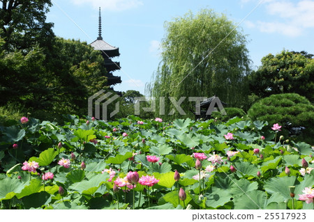 東寺的蓮花 東寺的蓮花 25517923