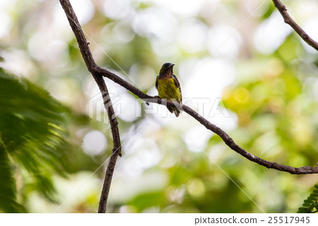 Brown-throated Sunbird is perching on branch Brown-throated Sunbird is perching on branch 25517945