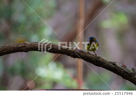 Brown-throated Sunbird is perching on branch 25517946