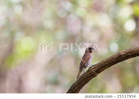 scaly breasted munia or spotted munia scaly breasted munia or spotted munia 25517954