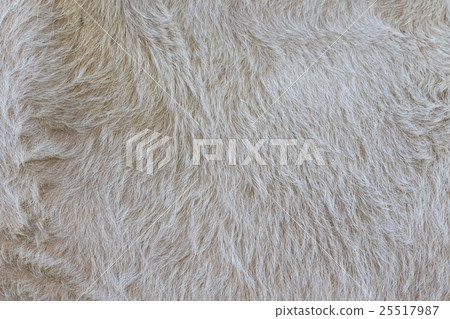 Detailed macro picture of cow skin. texture. Detailed macro picture of cow skin. texture. 25517987