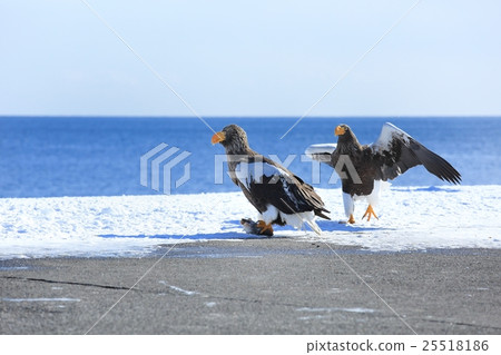 羅臼町虎頭海雕 羅臼町虎頭海雕 25518186
