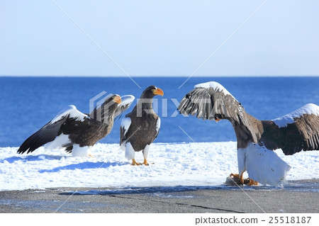 羅臼町虎頭海雕 25518187